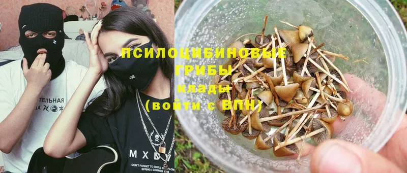 Галлюциногенные грибы Psilocybine cubensis  наркошоп  Кингисепп 